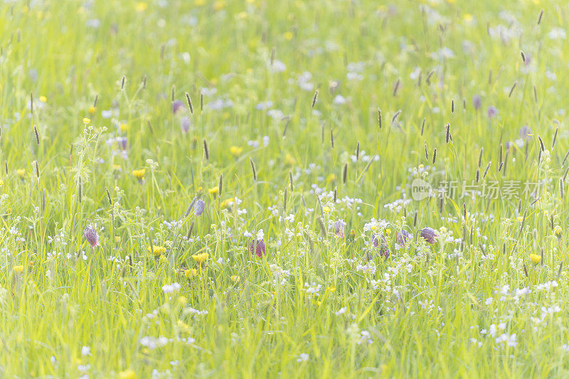 蛇头贝母(Fritillaria meleagris)在一个美丽的春天夕阳草场上